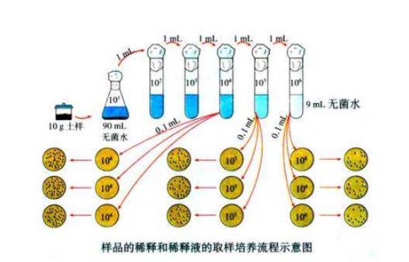 什么是微生物梯度稀釋？微生物梯度稀釋計算公式(圖1)